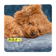 [LINEスタンプ] こあくんの一言