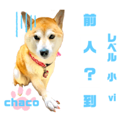 [LINEスタンプ] 四字熟語のお勉強 レベル  小 ⅵ
