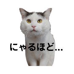 [LINEスタンプ] ぼく、うめこ。