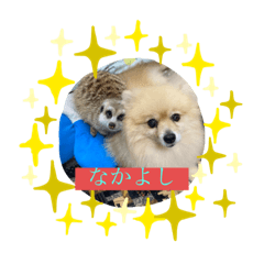 [LINEスタンプ] ミーアキャットの春ちゃんと仲間達