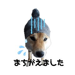 [LINEスタンプ] 柴犬まるシリーズ 日常会話編