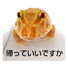 [LINEスタンプ] カエルさんベルツノガエル5