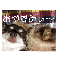 [LINEスタンプ] ちわぷーとちわわの仲良しスタンプ