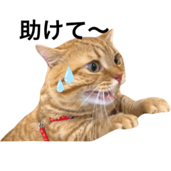 [LINEスタンプ] ねこもふ生活スタンプ