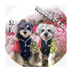[LINEスタンプ] チマちゃんスタンプ⑤