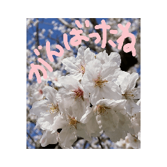 [LINEスタンプ] 励ましたい桜