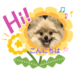[LINEスタンプ] あんずの日常 ⑵