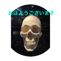 [LINEスタンプ] 骸骨と動物のスタンプ