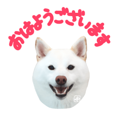 [LINEスタンプ] 白柴犬笑顔スタンプ（実写）