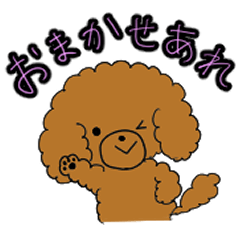 [LINEスタンプ] 【日常会話】トイプードルスタンプ