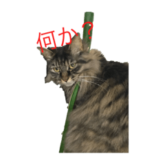 [LINEスタンプ] 使えるかもしれない猫のスタンプ