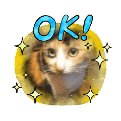 [LINEスタンプ] 三毛猫のねねちゃんスタンプ2