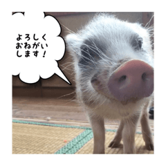 [LINEスタンプ] 豆金豚牧場の仲間たち