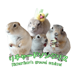[LINEスタンプ] 我が家のリチャードソンジリス！