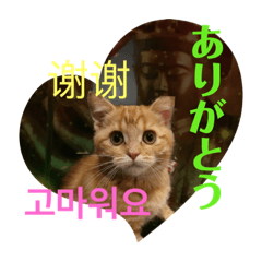 [LINEスタンプ] 猫菩薩 極楽浄土