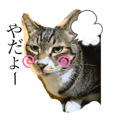 [LINEスタンプ] 日常のねこたちかな？
