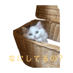 [LINEスタンプ] ラガマフィンのルルちゃん