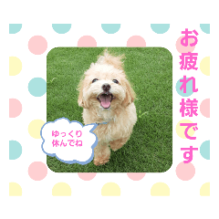 [LINEスタンプ] ☆40種類☆可愛い日常スタンプ犬