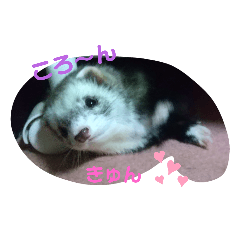 [LINEスタンプ] フェレットのみんと。