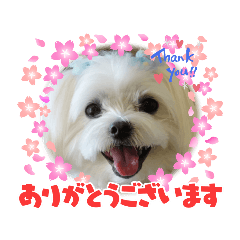 [LINEスタンプ] マルチーズのハクちゃん