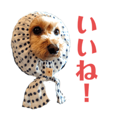 [LINEスタンプ] モヒカントイプードルMOKA