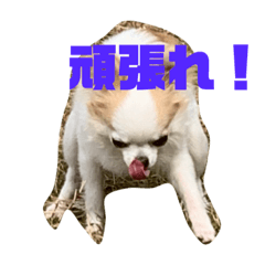 [LINEスタンプ] M.Tanizaki116