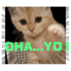 [LINEスタンプ] 猫の森基金①