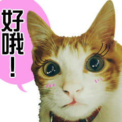 [LINEスタンプ] おしゃべり猫の話1