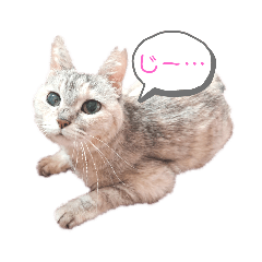 [LINEスタンプ] はるみるスタンプ