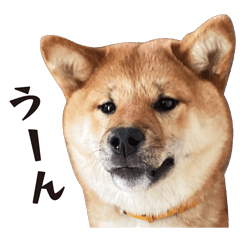 [LINEスタンプ] やんちゃ柴犬 茶々姫★子犬 シンプル