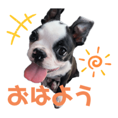 [LINEスタンプ] ボストンテリアのイギー2