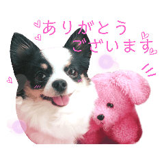 [LINEスタンプ] チワワのひめちゃん2♡