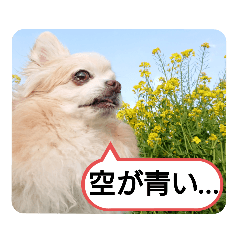 [LINEスタンプ] 愛犬達のスローディズ5