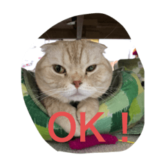 [LINEスタンプ] 猫のスタンプにゃ