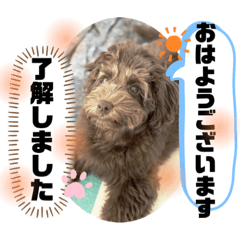 [LINEスタンプ] Australian Labradoodle Lutzの日常3