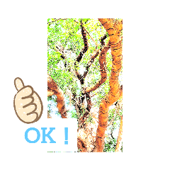 [LINEスタンプ] 木のスタンプ⭐