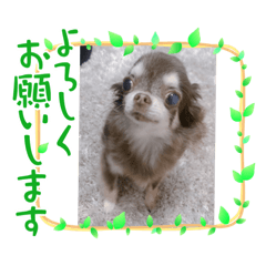 [LINEスタンプ] cyami