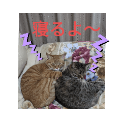 [LINEスタンプ] ニャン会話(=^・^=)