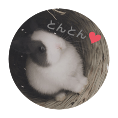 [LINEスタンプ] とんchan☆