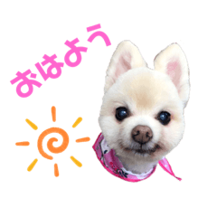 [LINEスタンプ] ポメポメみるく