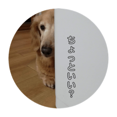[LINEスタンプ] 我が家の愛犬ダックス 日常