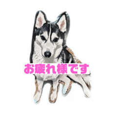 [LINEスタンプ] ハスキーチョビ