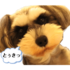 [LINEスタンプ] ミニチュアシュナウザーのわらび③