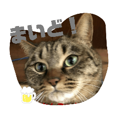 [LINEスタンプ] しじみちゃんの毎日