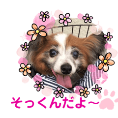 [LINEスタンプ] かわいいパピヨンのそっくん♪