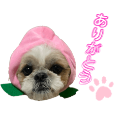 [LINEスタンプ] こてつスタンプ-2