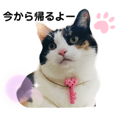 [LINEスタンプ] あさなんちのにゃんとかにゃるさ