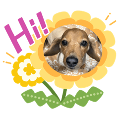 [LINEスタンプ] 犬たち♡
