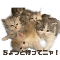 [LINEスタンプ] 猫森のLINE会議