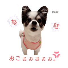 [LINEスタンプ] るぅたんペットファミリー